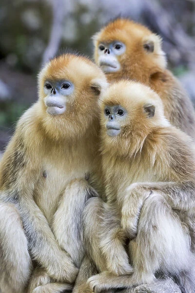 China, Shaanxi Province, Foping National Nature Reserve. Golden snub-nosed monkey