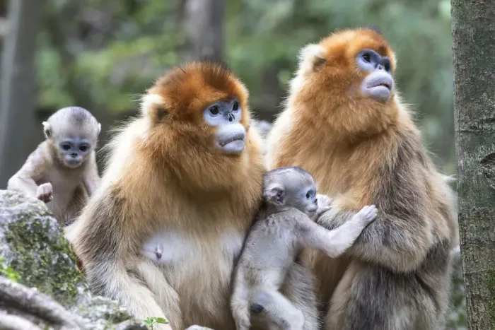 Framed Print : China, Shaanxi Province, Foping National Nature Reserve. Golden snub-nosed monkey Framed Print : China, Shaanxi Province, Foping National Nature Reserve. Golden snub-nosed monkey