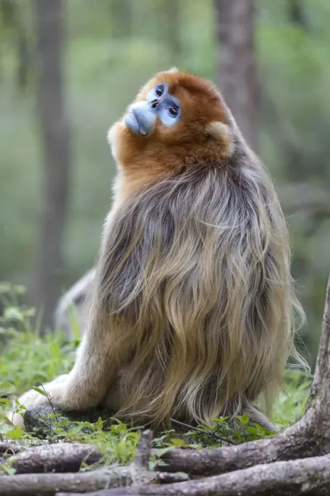 Framed Print : China, Shaanxi Province, Foping National Nature Reserve. Golden snub-nosed monkey Framed Print : China, Shaanxi Province, Foping National Nature Reserve. Golden snub-nosed monkey