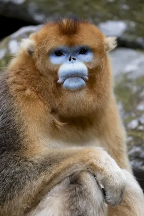 Framed Print : China, Shaanxi Province, Foping National Nature Reserve. Golden snub-nosed monkey Framed Print : China, Shaanxi Province, Foping National Nature Reserve. Golden snub-nosed monkey