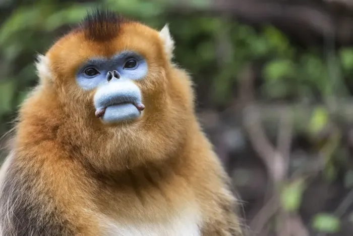 Framed Print : China, Shaanxi Province, Foping National Nature Reserve. Golden snub-nosed monkey Framed Print : China, Shaanxi Province, Foping National Nature Reserve. Golden snub-nosed monkey
