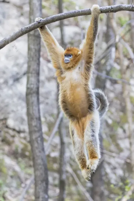Framed Print : China, Shaanxi Province, Foping National Nature Reserve. Golden snub-nosed monkey Framed Print : China, Shaanxi Province, Foping National Nature Reserve. Golden snub-nosed monkey