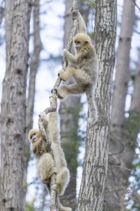 Framed Print : China, Shaanxi Province, Foping National Nature Reserve. Golden snub-nosed monkey