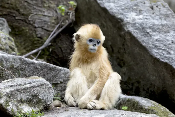 Framed Print : China, Shaanxi Province, Foping National Nature Reserve. Golden snub-nosed monkey Framed Print : China, Shaanxi Province, Foping National Nature Reserve. Golden snub-nosed monkey