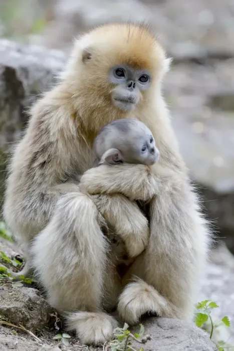 Framed Print : China, Shaanxi Province, Foping National Nature Reserve. Golden snub-nosed monkey