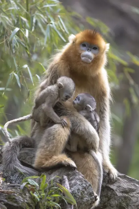 Framed Print : China, Shaanxi Province, Foping National Nature Reserve. Golden snub-nosed monkey Framed Print : China, Shaanxi Province, Foping National Nature Reserve. Golden snub-nosed monkey
