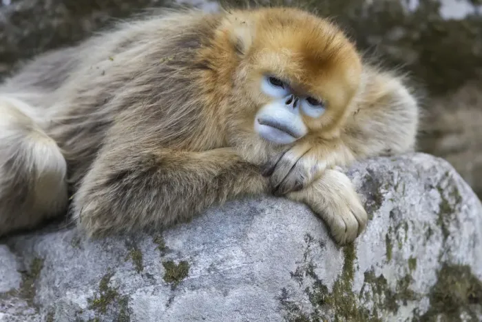 Framed Print : China, Shaanxi Province, Foping National Nature Reserve. Golden snub-nosed monkey Framed Print : China, Shaanxi Province, Foping National Nature Reserve. Golden snub-nosed monkey