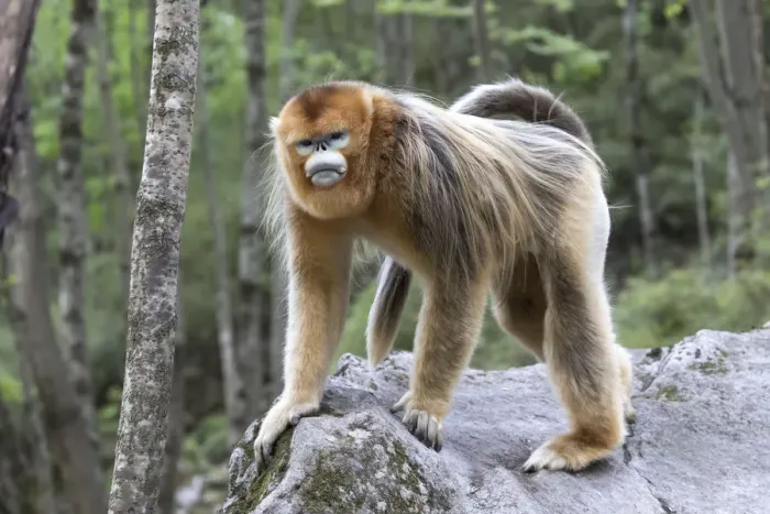 Framed Print : China, Shaanxi Province, Foping National Nature Reserve. Golden snub-nosed monkey Framed Print : China, Shaanxi Province, Foping National Nature Reserve. Golden snub-nosed monkey