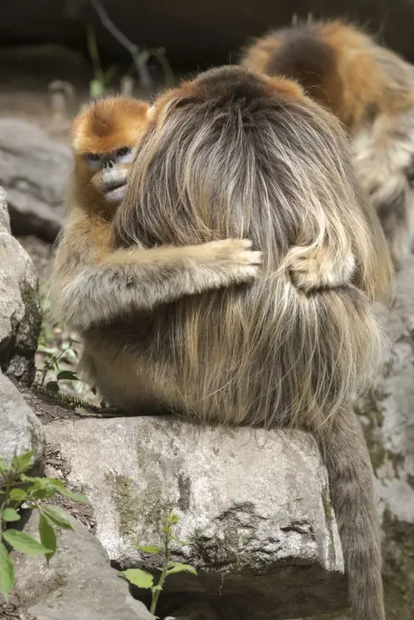 Framed Print : China, Shaanxi Province, Foping National Nature Reserve. Golden snub-nosed monkey Framed Print : China, Shaanxi Province, Foping National Nature Reserve. Golden snub-nosed monkey
