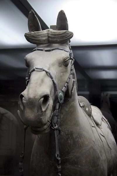 China, Shaanxi, Xian. Horse of the Terra Cotta warriors and pits, a UNESCO World Heritage site