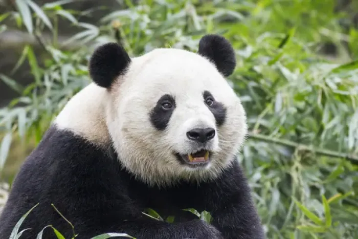 Framed Print : China, Sichuan Province, Chengdu, Giant Panda Bear (Ailuropoda melanoleuca) eating Framed Print : China, Sichuan Province, Chengdu, Giant Panda Bear (Ailuropoda melanoleuca) eating