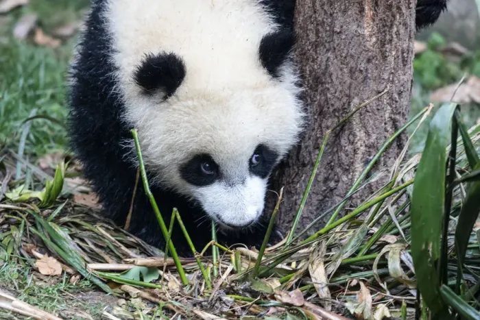Framed Print : China, Sichuan Province, Chengdu, Chengdu Research Base of Giant Panda Breeding