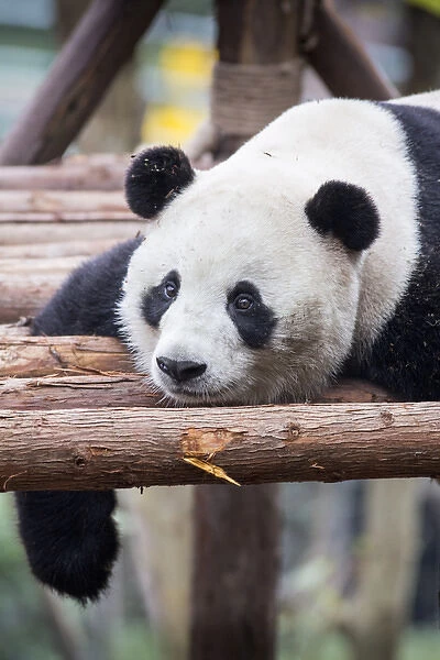 China, Sichuan Province, Chengu, Giant Panda Bear (Ailuropoda melanoleuca) resting