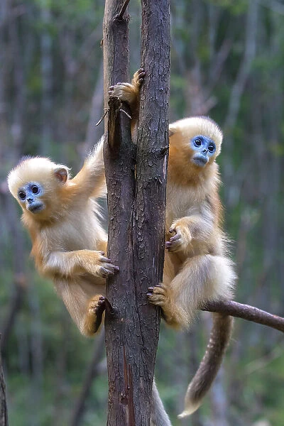 China. Wild snub-nosed monkey babies