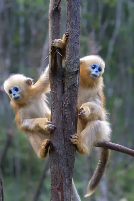 Framed Print : China. Wild snub-nosed monkey babies Framed Print : China. Wild snub-nosed monkey babies