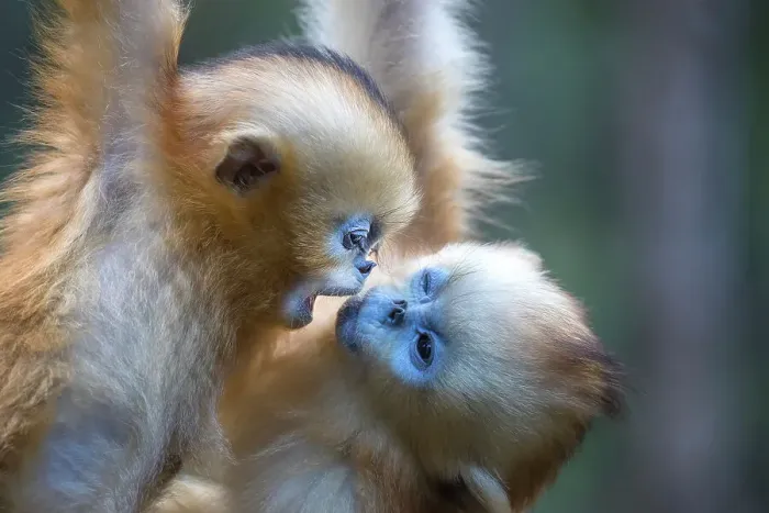 Framed Print : China. Wild snub-nosed monkey babies playing. ©Jim Zuckerman  /  Jaynes Gallery  /  DanitaDelimont.com