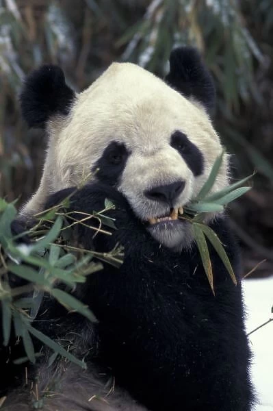 China, Wolong Nature Reserve. Giant Panda feeds on bamboo
