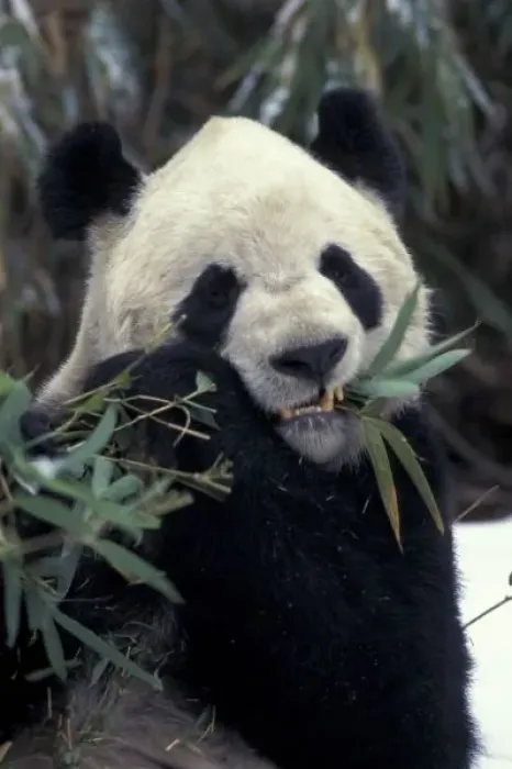 Framed Print : China, Wolong Nature Reserve. Giant Panda feeds on bamboo Framed Print : China, Wolong Nature Reserve. Giant Panda feeds on bamboo