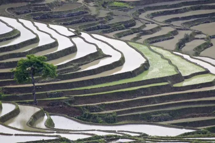 Framed Print : China, Yunnan Province, Yuanyang. Lone tree grows on hillside of rice terraces. Credit as
