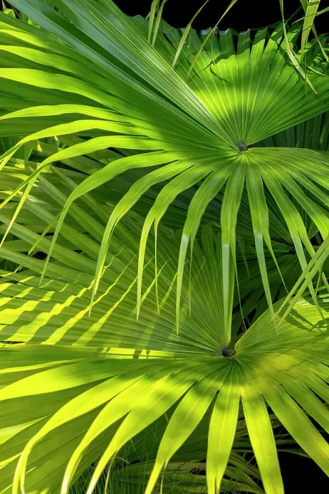 Framed Print : Chinese fan palm