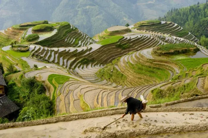 Framed Print : Chinese farmer preparing field for planting rice, Seven Stars and Moon viewpoint Framed Print : Chinese farmer preparing field for planting rice, Seven Stars and Moon viewpoint