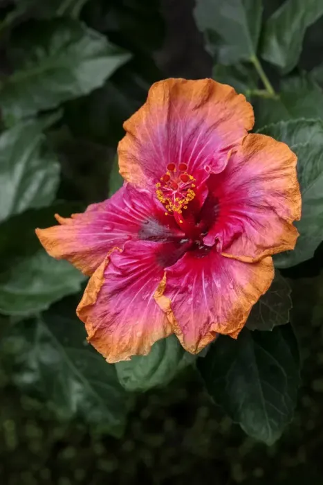 Framed Print : Chinese Hibiscus