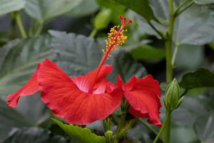 Framed Print : Chinese Hibiscus