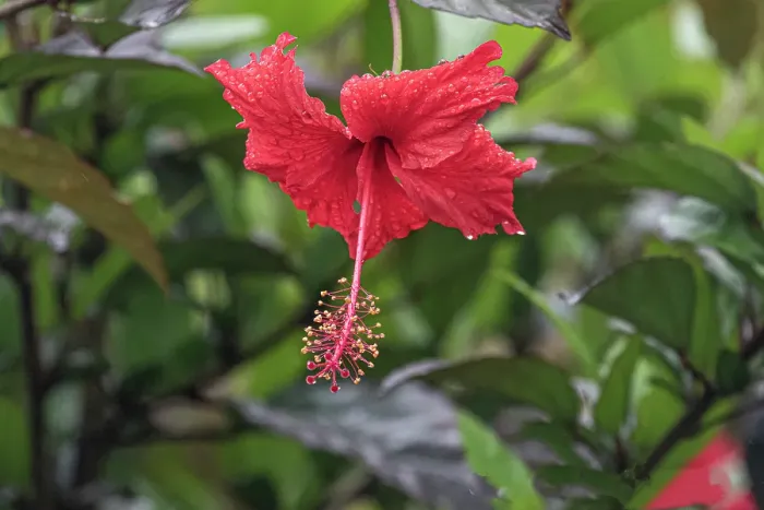 Framed Print : Chinese hibiscus is a species of tropical hibiscus in the Malvaceae family Framed Print : Chinese hibiscus is a species of tropical hibiscus in the Malvaceae family