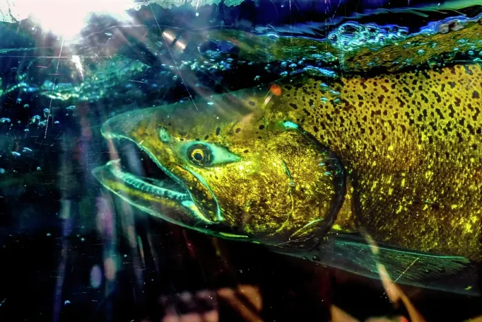 Framed Print : Chinook salmon, Issaquah Hatchery, Washington State, Usa. salmon swim up the Issaquah creek to the Hatchery Framed Print : Chinook salmon, Issaquah Hatchery, Washington State, Usa. salmon swim up the Issaquah creek to the Hatchery