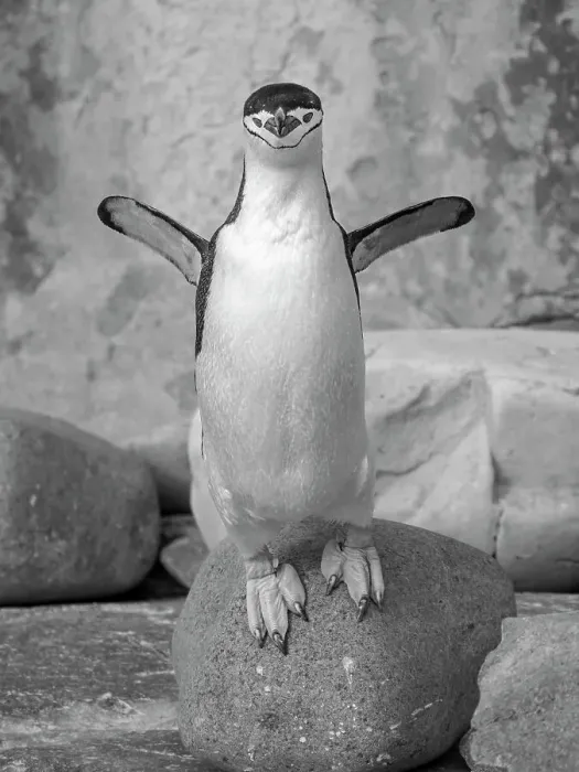 Framed Print : Chinstrap penguin. Antarctica, Palmer Archipelago, Hydrurga Rocks Framed Print : Chinstrap penguin. Antarctica, Palmer Archipelago, Hydrurga Rocks