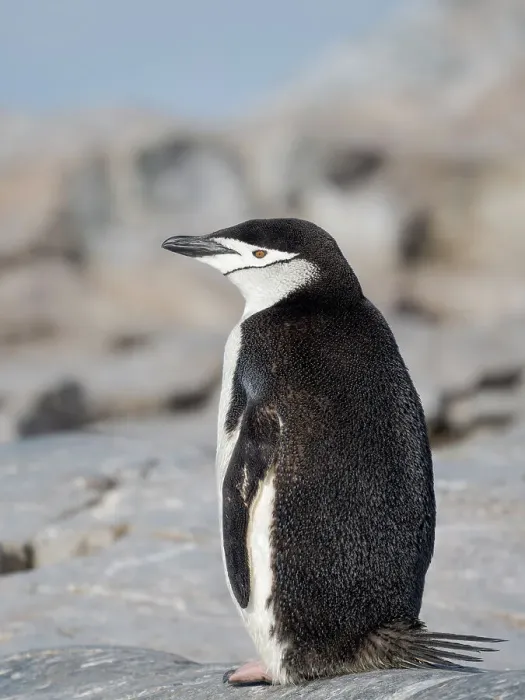 Framed Print : Chinstrap penguin. Antarctica, Palmer Archipelago, Hydrurga Rocks Framed Print : Chinstrap penguin. Antarctica, Palmer Archipelago, Hydrurga Rocks