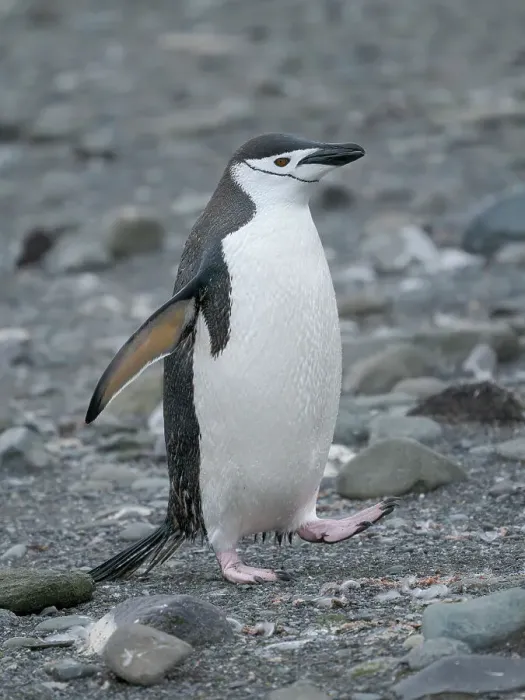 Framed Print : Chinstrap penguin. Antarctica, South Shetland Islands, Barrientos Island Framed Print : Chinstrap penguin. Antarctica, South Shetland Islands, Barrientos Island