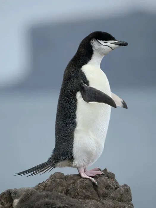 Framed Print : Chinstrap penguin. Antarctica, South Shetland Islands, Barrientos Island