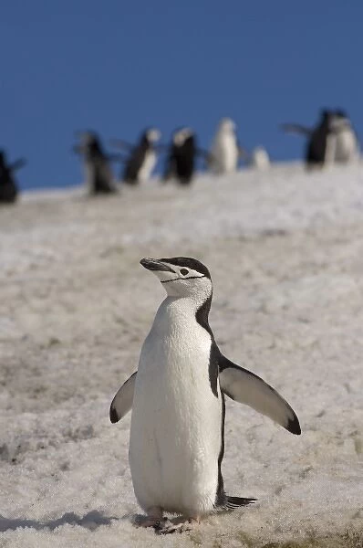 chinstrap penguin, Pygoscelis antarctica, on a glacial ice cap, western Antarctic Peninsula