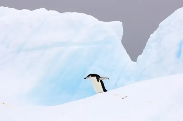 Framed Print : chinstrap penguin, Pygoscelis antarctica, walking on glacial ice off the western