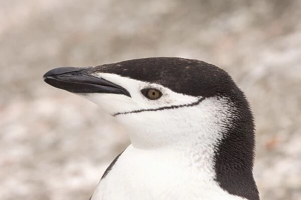 chinstrap penguin, Pygoscelis antarctica, profile, South Shetland Islands, Antarctica