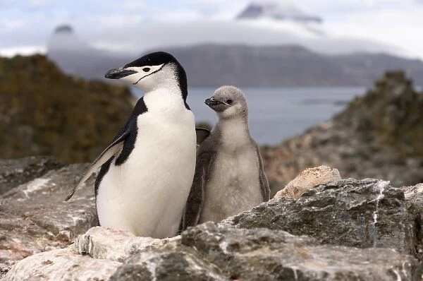 chinstrap penguin, Pygoscelis antarctica, with chick, South Shetland Islands, Antarctica