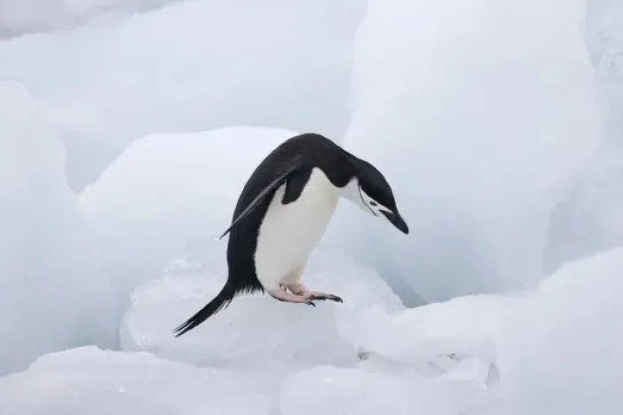 Framed Print : Chinstrap Penguin (Pygoscelis antarcticus) jumping on ice, South Orkney Islands Framed Print : Chinstrap Penguin (Pygoscelis antarcticus) jumping on ice, South Orkney Islands