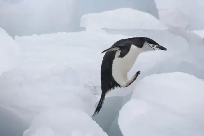 Framed Print : Chinstrap Penguin (Pygoscelis antarcticus) jumping on ice, South Orkney Islands