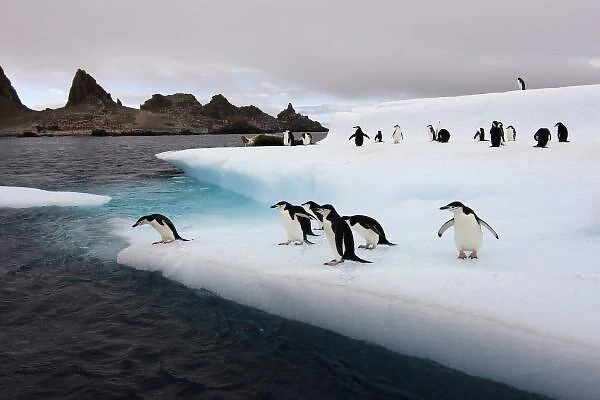 chinstrap penguins, Pygoscelis antarctica, jumping off an iceberg along the South Shetland Islands