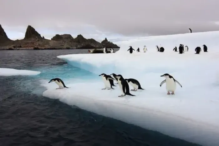 Framed Print : chinstrap penguins, Pygoscelis antarctica, jumping off an iceberg along the South Shetland Islands Framed Print : chinstrap penguins, Pygoscelis antarctica, jumping off an iceberg along the South Shetland Islands