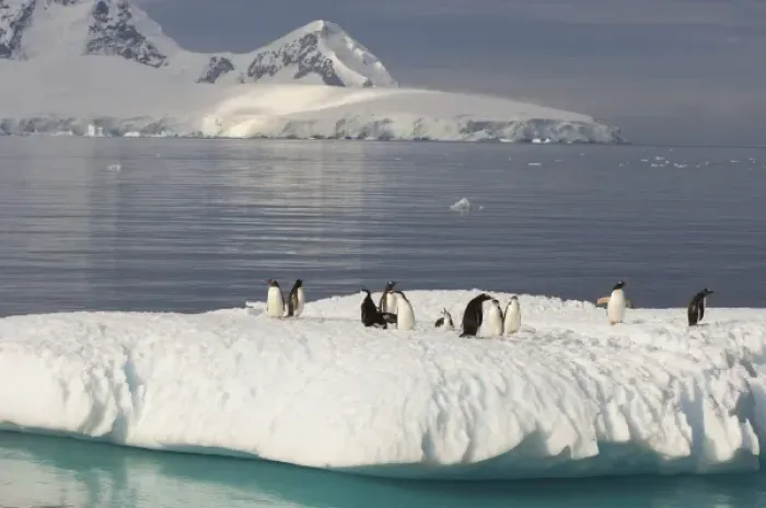 Framed Print : chinstrap penguins, Pygoscelis antarctica, and gentoo penguins, Pygoscelis Papua Framed Print : chinstrap penguins, Pygoscelis antarctica, and gentoo penguins, Pygoscelis Papua
