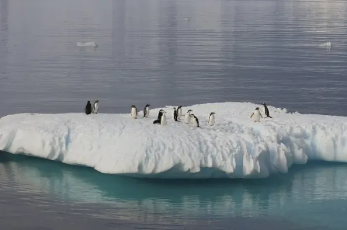 Framed Print : chinstrap penguins, Pygoscelis antarctica, and gentoo penguins, Pygoscelis Papua