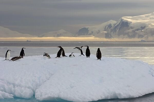chinstrap penguins, Pygoscelis antarctica, and gentoo penguins, Pygoscelis Papua