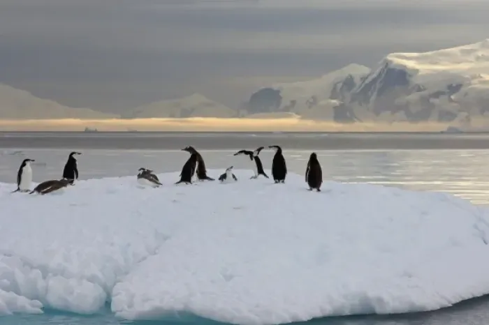 Framed Print : chinstrap penguins, Pygoscelis antarctica, and gentoo penguins, Pygoscelis Papua Framed Print : chinstrap penguins, Pygoscelis antarctica, and gentoo penguins, Pygoscelis Papua