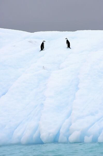 chinstrap penguins, Pygoscelis antarctica, on glacial ice off the western Antarctic Peninsula