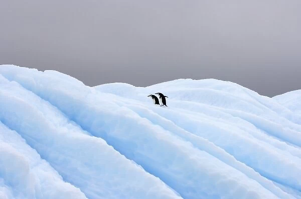 chinstrap penguins, Pygoscelis antarctica, on glacial ice off the western Antarctic Peninsula