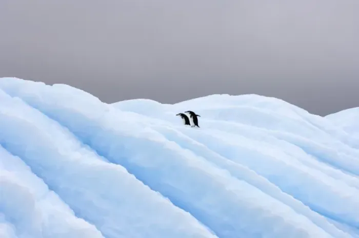 Framed Print : chinstrap penguins, Pygoscelis antarctica, on glacial ice off the western Antarctic Peninsula