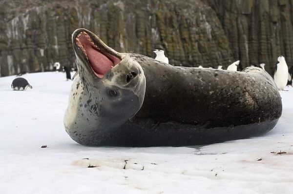 chinstrap penguins, Pygoscelis antarctica, and leopard seal, Hydrurga leptonyx