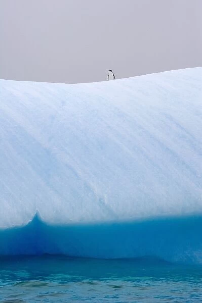 Chinstrap Penguins (Pygoscelis antarcticus) on iceberg, South Orkney Islands, Antarctica